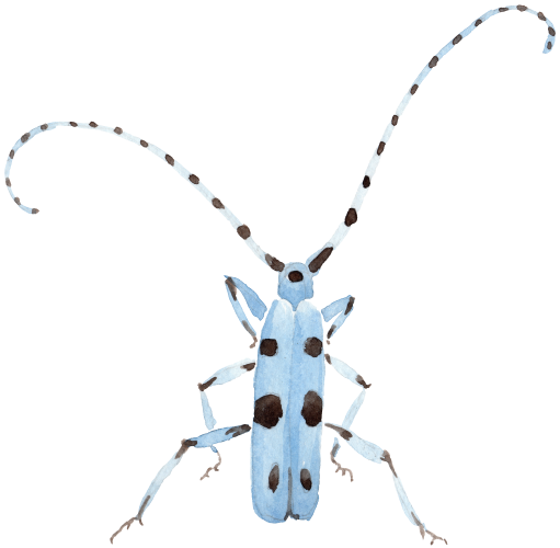 (s007-2P) Beetle