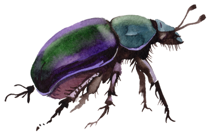 (s007-2Q) Beetle