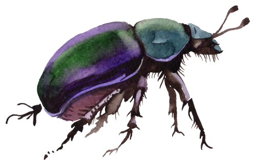 (s007-2Q) Beetle