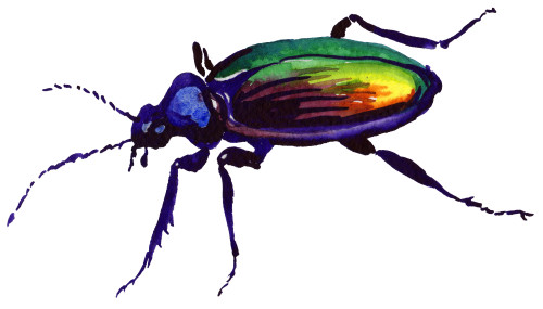 (s007-2R) Beetle