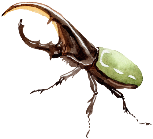 (s007-2S) Beetle