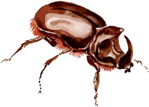 (s007-2T) Beetle