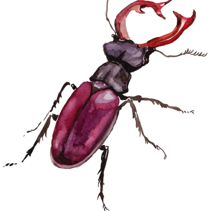 (s007-2U) Beetle