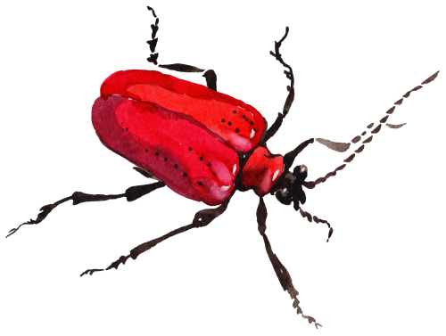 (s007-2V) Beetle