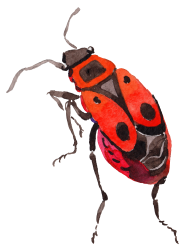 (s007-2W) Beetle