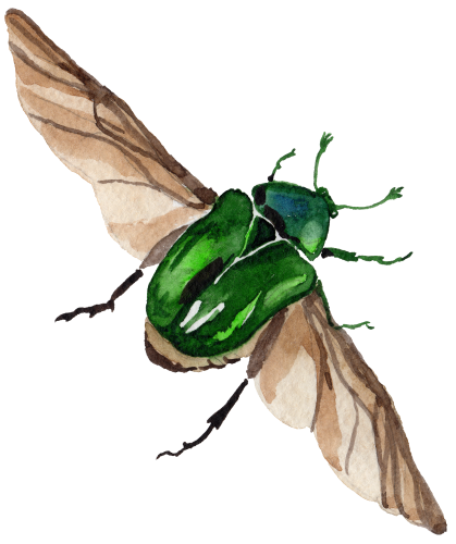 (s007-2X) Beetle
