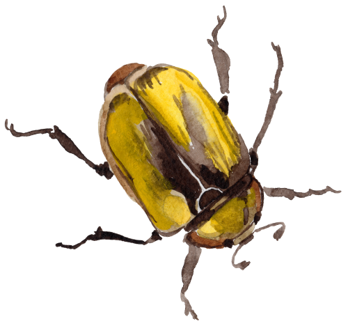 (s007-2Y) Beetle