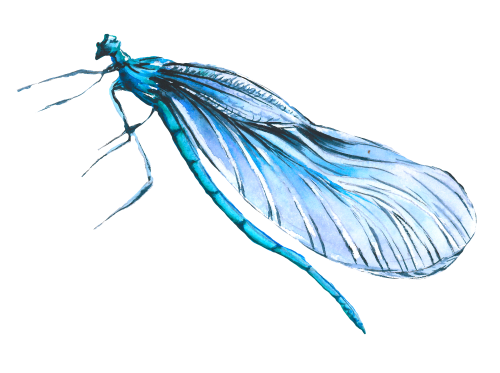 (s007-2Z) Dragonfly