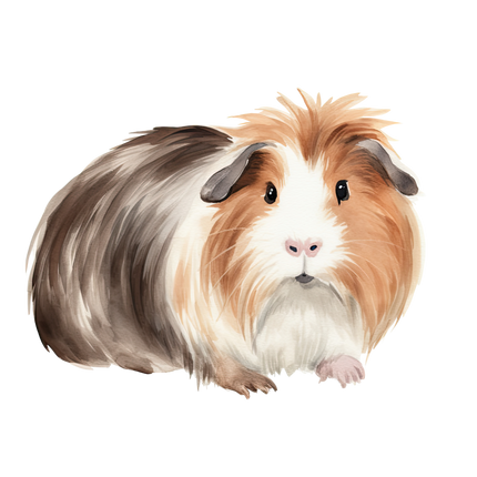 (070-03-2A) Guinea Pig Iron-On Transfer