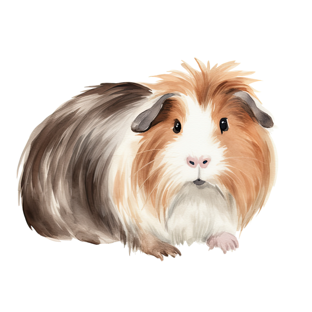 (070-03-2A) Guinea Pig Iron-On Transfer