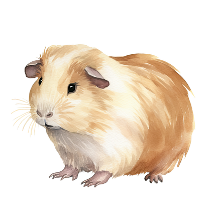 (070-03-2B) Guinea Pig Iron-On Transfer