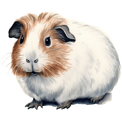 (070-03-2O) Guinea Pig Iron-On Transfer