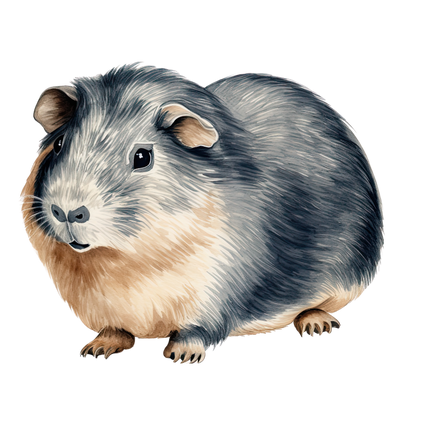 (070-03-2S) Guinea Pig Iron-On Transfer
