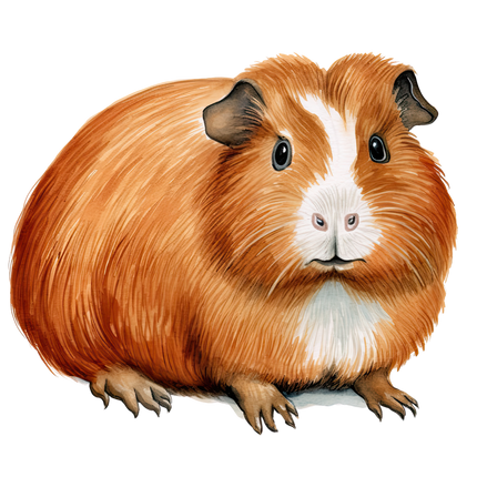 (070-03-2V) Guinea Pig Iron-On Transfer