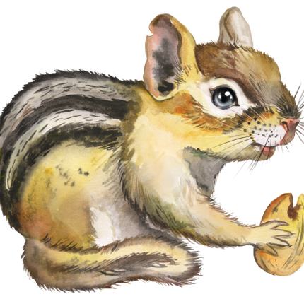 (s070-2-A) Chipmunk