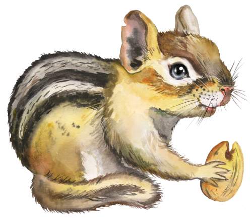 (s070-2-A) Chipmunk