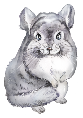 (s070-2-B) Chinchilla