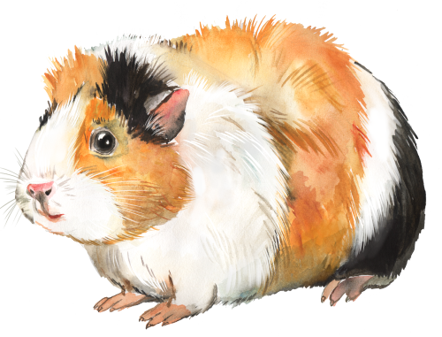 (s070-2-C) Guinea Pig
