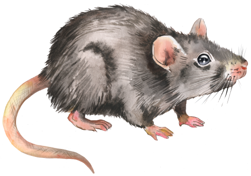 (s070-2-D) Rat