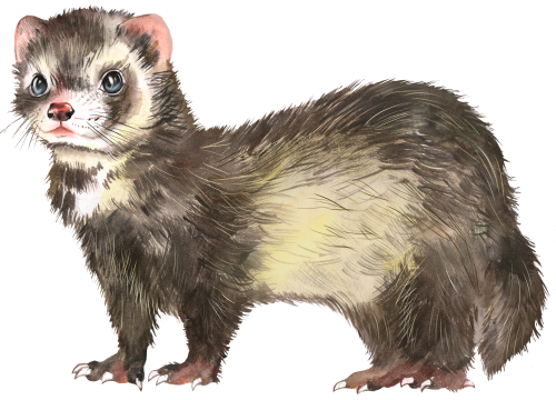 (s070-2-E) Ferret