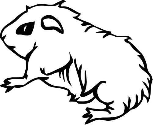 (s070-N) Guinea Pig
