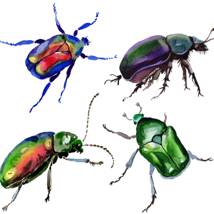 (s007-G1) Set of 4 Watercolor Bug Insects Beetles