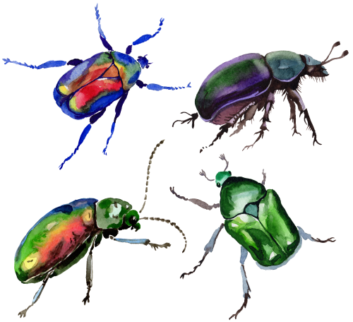 (s007-G1) Set of 4 Watercolor Bug Insects Beetles