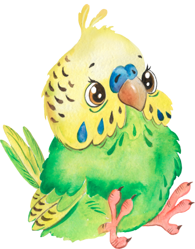(s083-1-C) Parakeet
