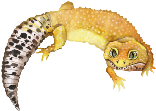(s094-3-A) Leopard Gecko