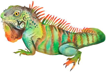 (s094-3-B) Iguana