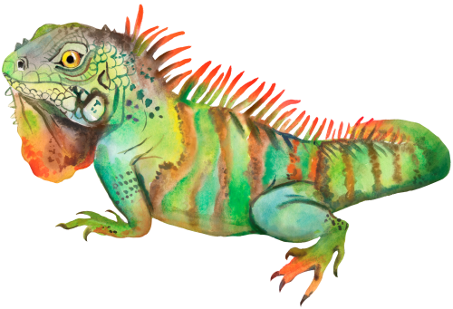 (s094-3-B) Iguana