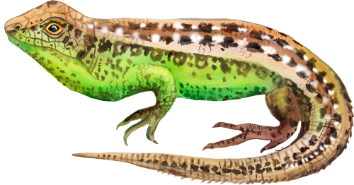 (s094-3-D) Lizard
