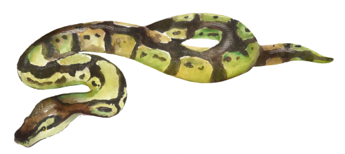 (s094-3-F) Snake