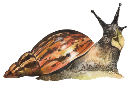 (s094-3-G) Snail