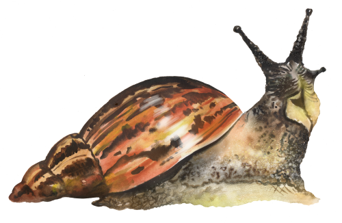 (s094-3-G) Snail