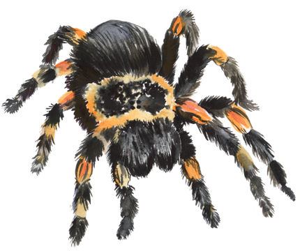 (s094-3-H) Tarantula Spider