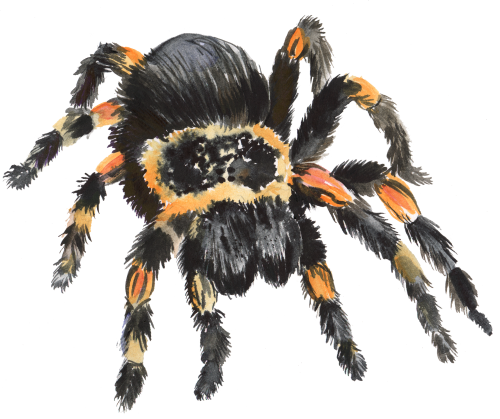 (s094-3-H) Tarantula Spider