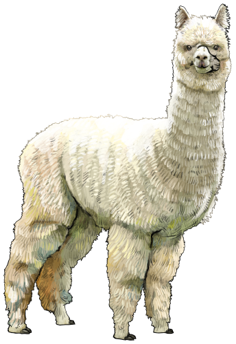 (s098-1-B) Alpaca Llama