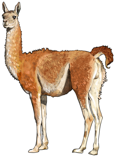 (s098-1-C) Alpaca Llama