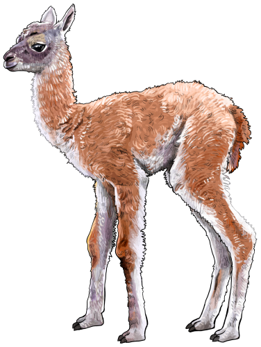 (s098-1-D) Alpaca Llama