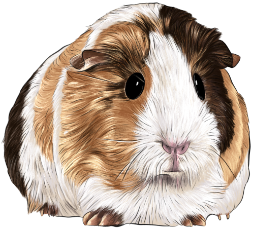 (s098-2-A) Guinea Pig