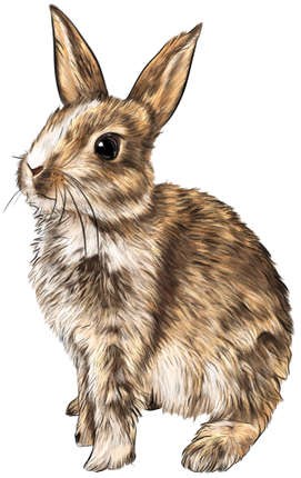 (s098-2-C) Watercolor Bunny Rabbit