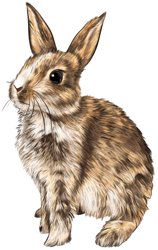 (s098-2-C) Watercolor Bunny Rabbit