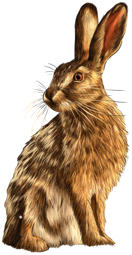 (s098-2-D) Watercolor Bunny Rabbit