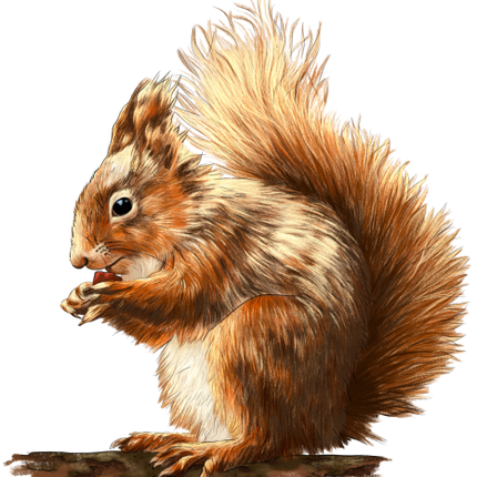 (s098-2-E) Squirrel