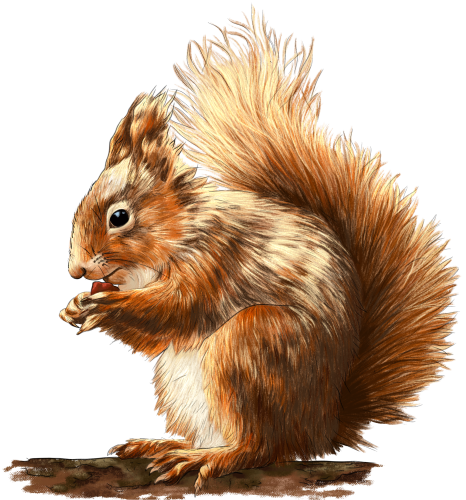 (s098-2-E) Squirrel