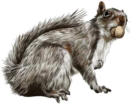 (s098-2-F) Squirrel