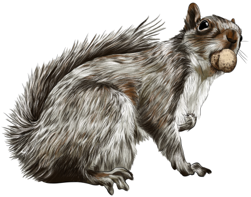 (s098-2-F) Squirrel