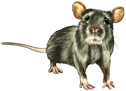 (s098-2-J) Rat