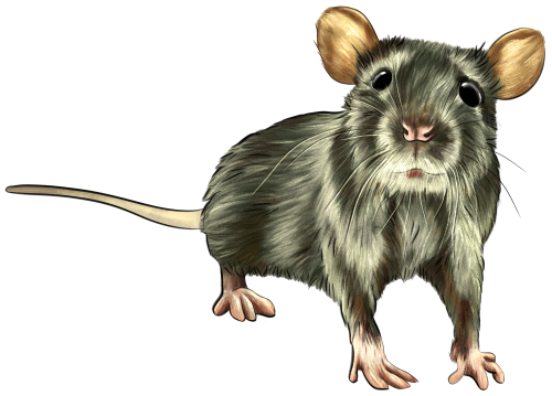 (s098-2-J) Rat